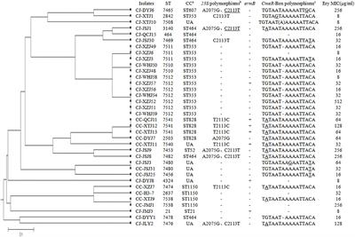 Point Deletion or Insertion in CmeR-Box, A2075G Substitution in 23S rRNA, and Presence of erm(B) Are Key Factors of Erythromycin Resistance in Campylobacter jejuni and Campylobacter coli Isolated From Central China